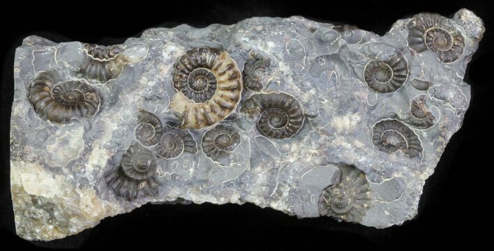 Ammonite Fossil Slab - Marston Magna Marble #63501